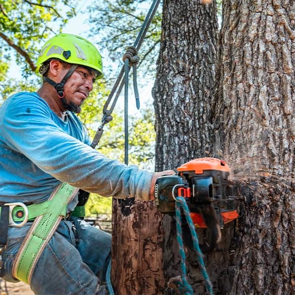 Tree Scouts ISA Certified Arborist owners