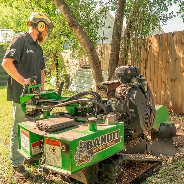 Completed Austin tree care projects by Tree Scouts
