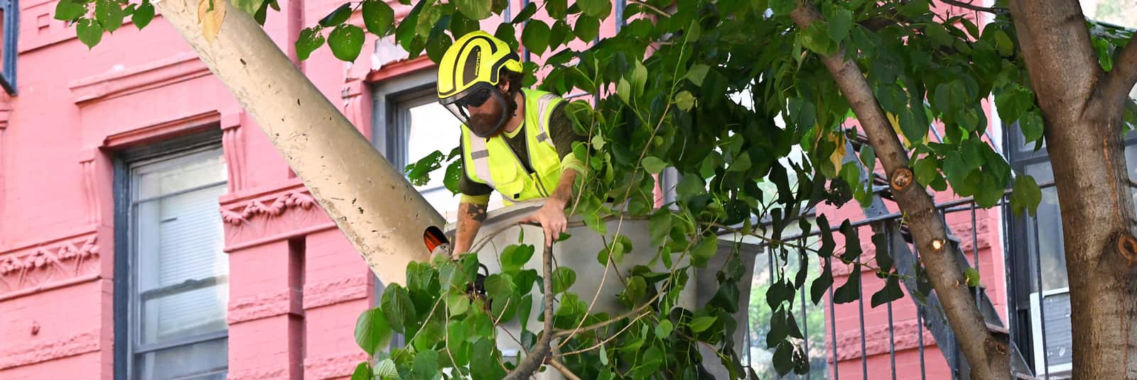 ISA Certified Arborist Services in Austin TX