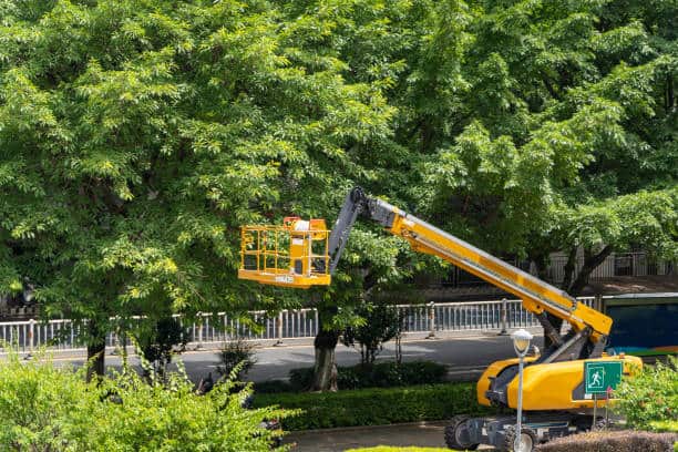 Commercial Tree Services in Austin TX