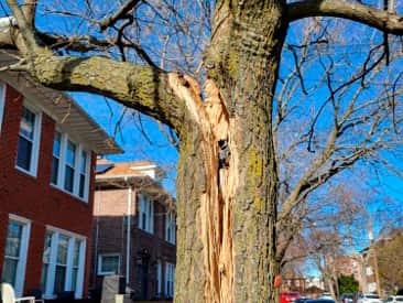 24/7 Emergency Tree Services in Austin TX