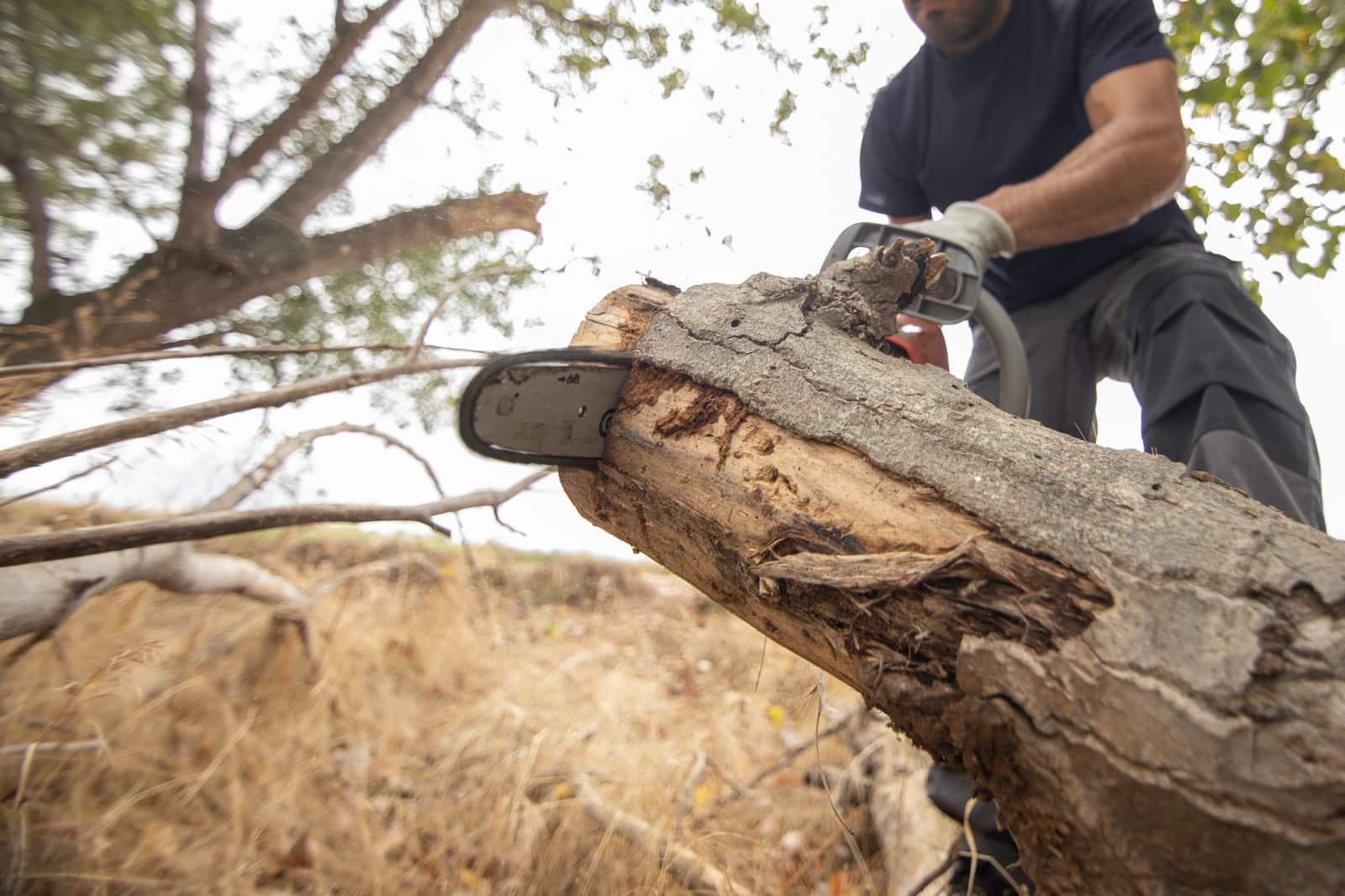 Tree Care Membership Plans in Austin TX