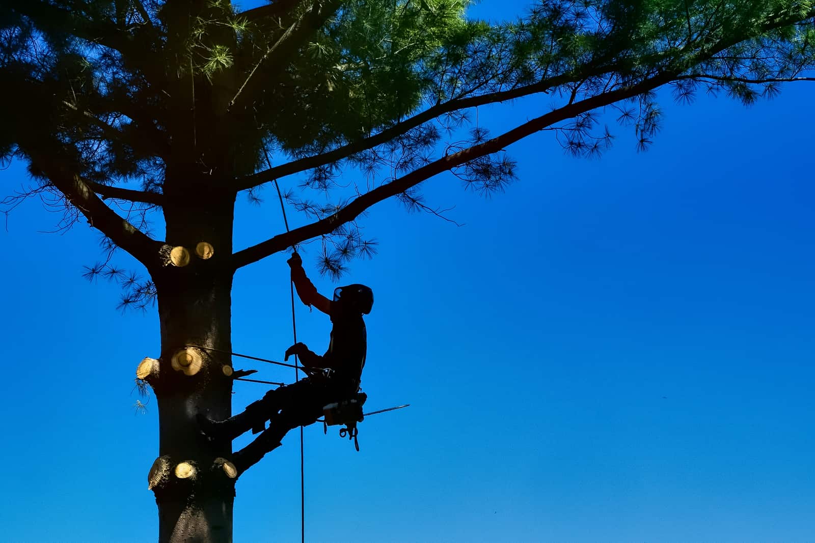 Oak Wilt Treatment in Austin TX
