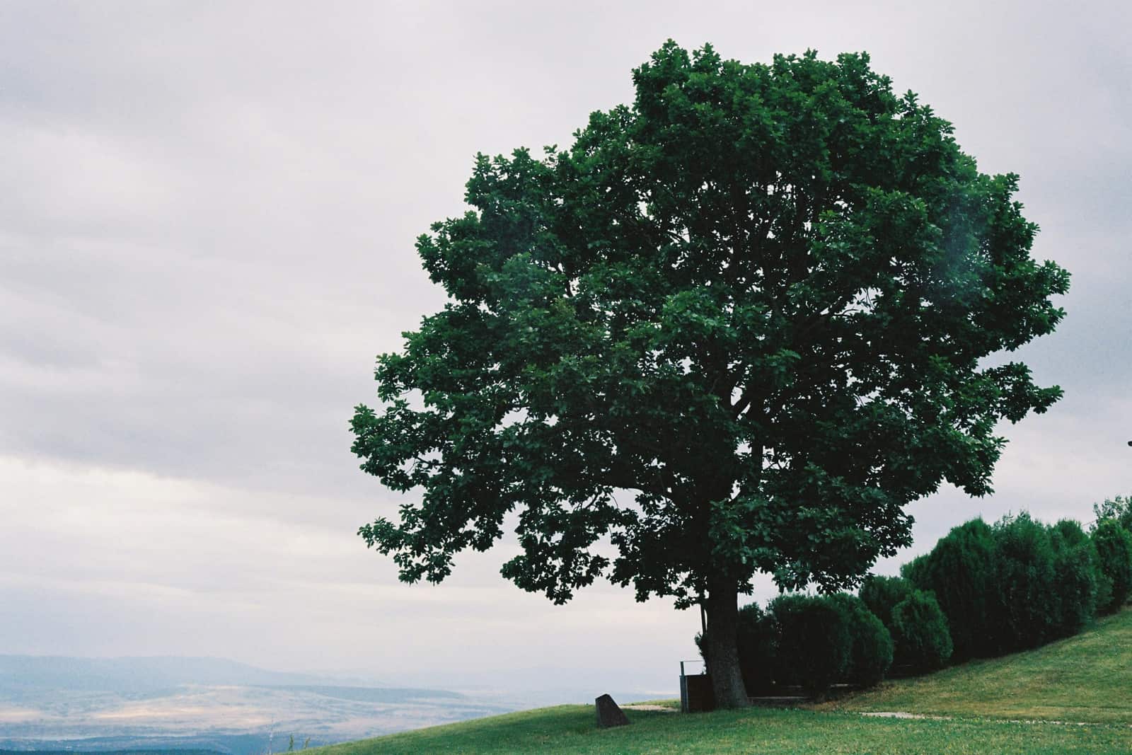 Deep Root Tree Fertilization in Austin TX