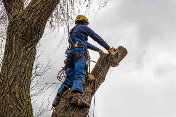 Tree Removal in Austin TX