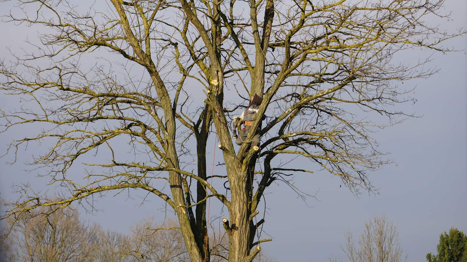Tree Trimming and Pruning in Austin TX